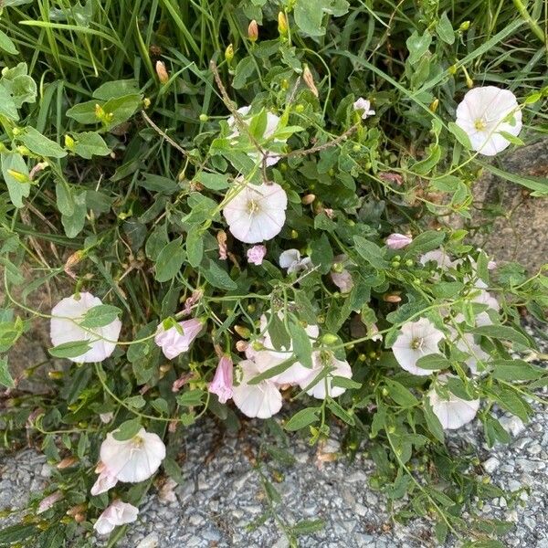 Convolvulus arvensis Blomma