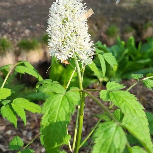 Actaea pachypoda Kvet