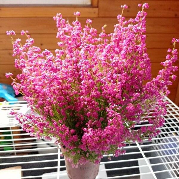 Erica gracilis Flower