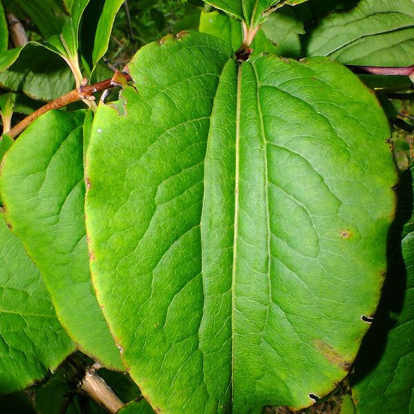 Heptacodium miconioides Leaf