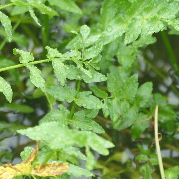 Berula erecta Leaf