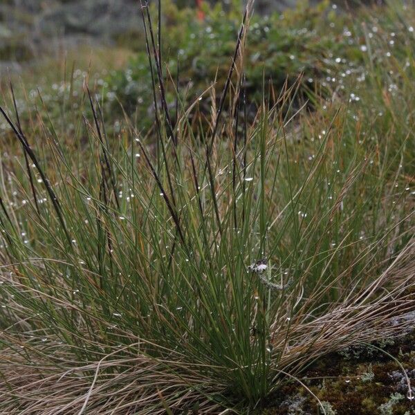 Nardus stricta Hábito