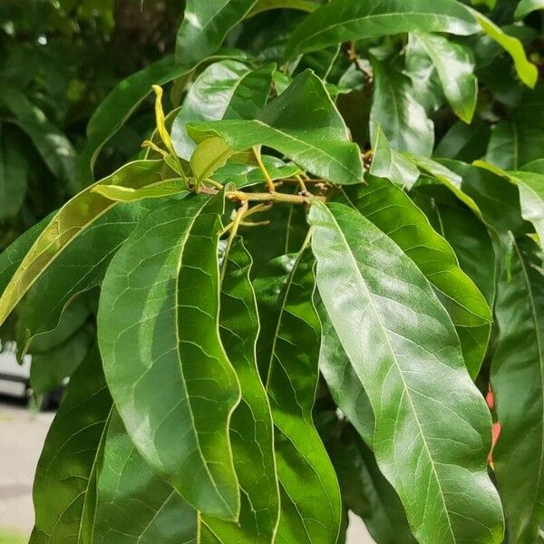 Quercus imbricaria List