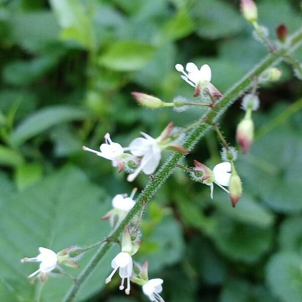 Circaea lutetiana Flor