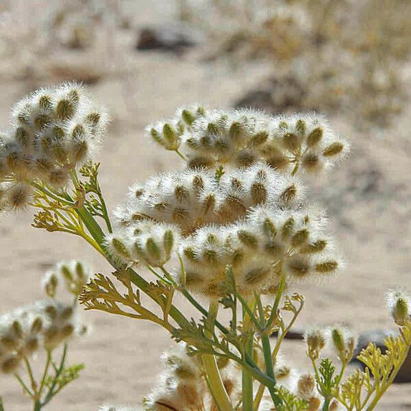 Ammodaucus leucotrichus Flower