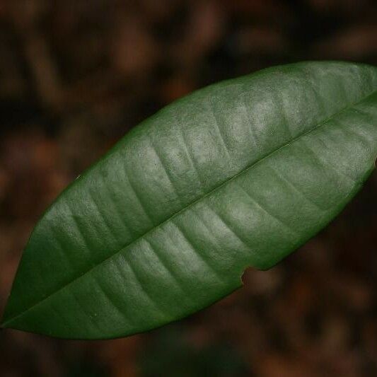 Myrcia decorticans Leaf