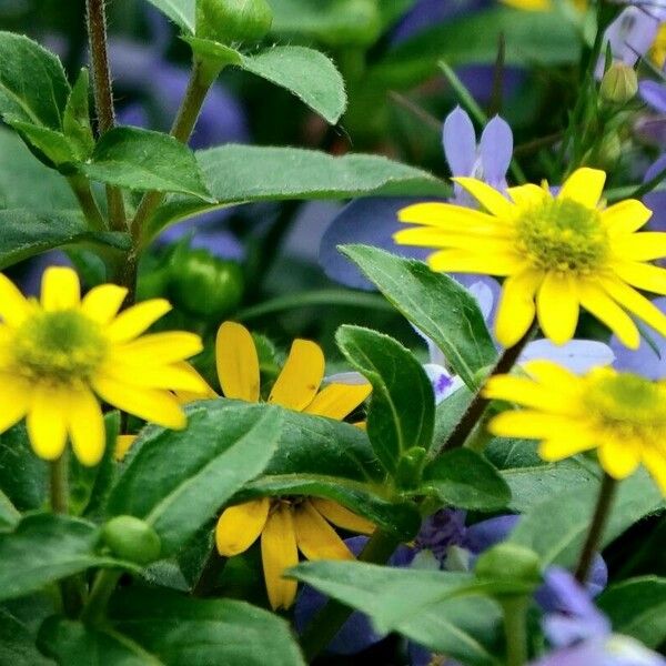 Sanvitalia procumbens Foglia