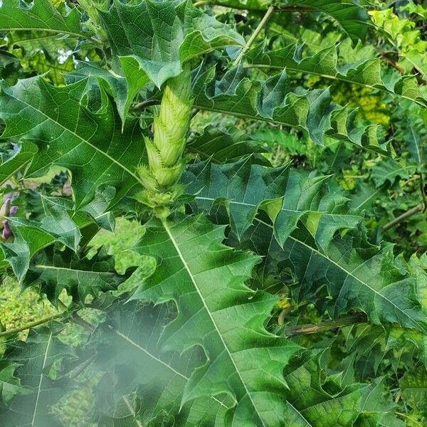 Acanthus eminens Leaf