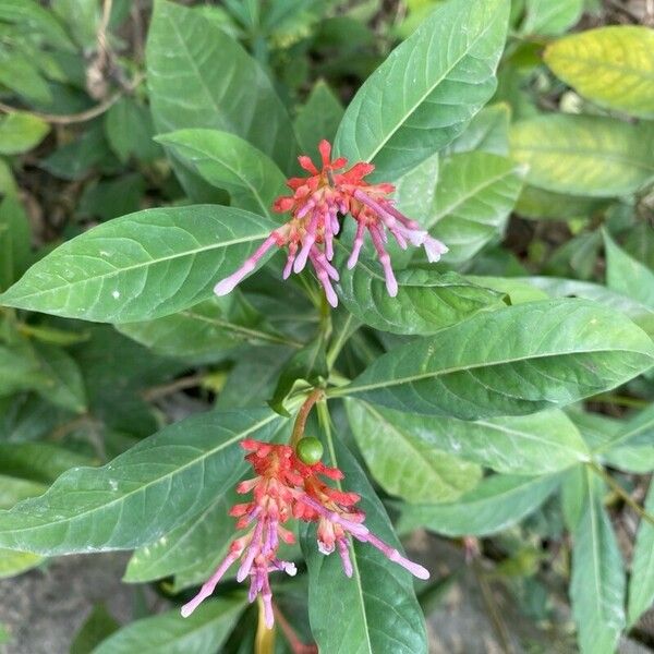 Rauvolfia serpentina Leaf