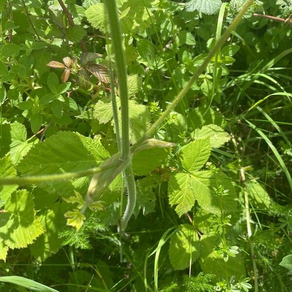 Heracleum sphondylium برگ