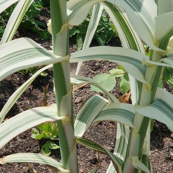 Phalaris arundinacea Bark