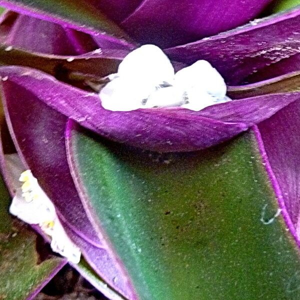 Tradescantia spathacea Fleur