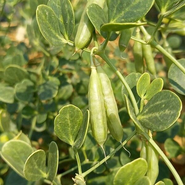 Zygophyllum fabago Fruit