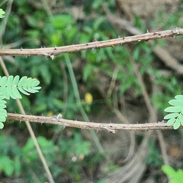 Mimosa diplotricha Φλοιός