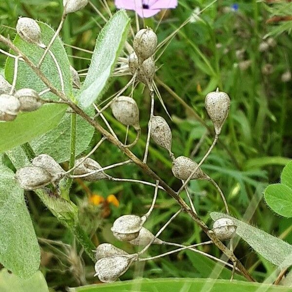 Camelina sativa Fruit