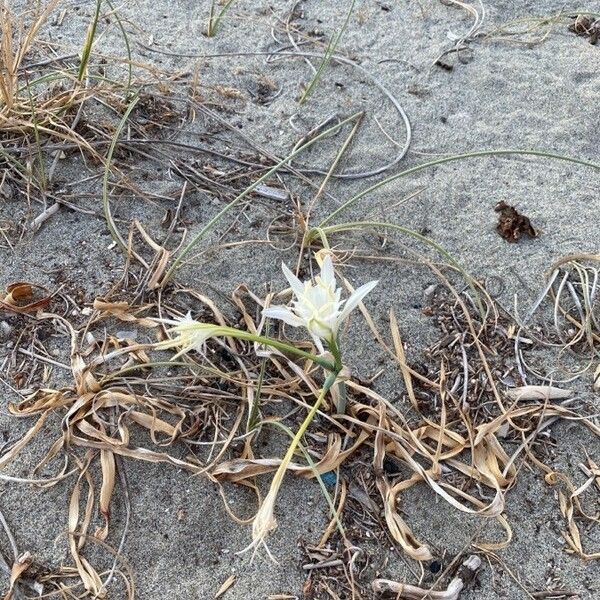 Pancratium maritimum Kvet