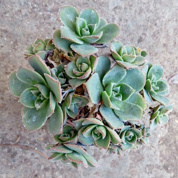 Aeonium haworthii Celota