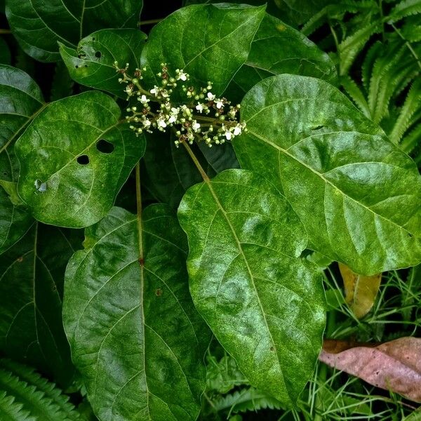 Premna serratifolia Flower