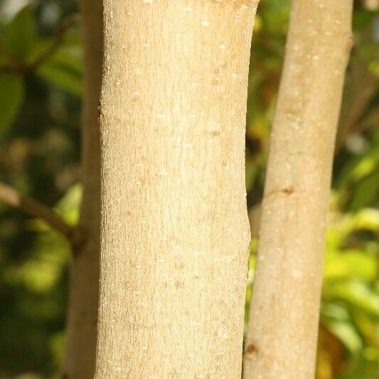 Michelia champaca Bark