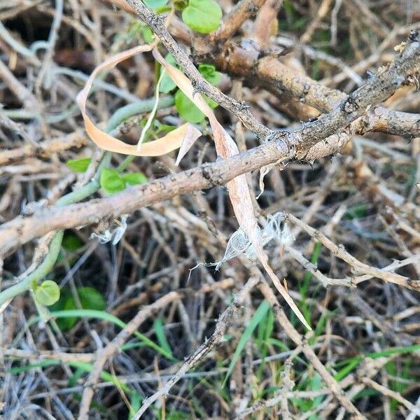 Ceropegia aristolochioides Frucht