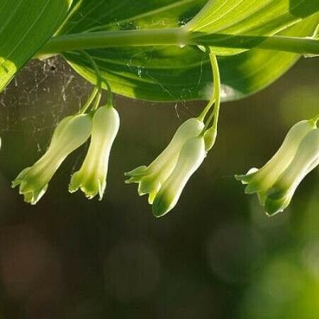 Polygonatum multiflorum 花