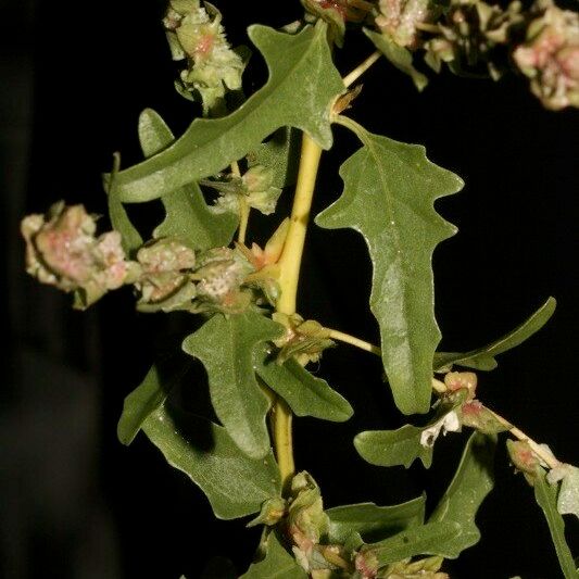 Atriplex tatarica Otro