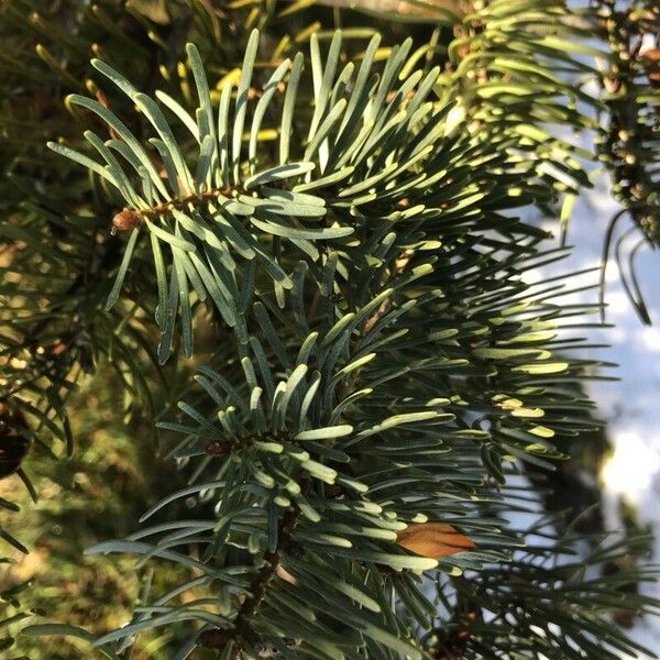 Abies concolor Leaf