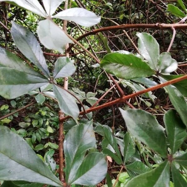 Vitex ferruginea Hostoa