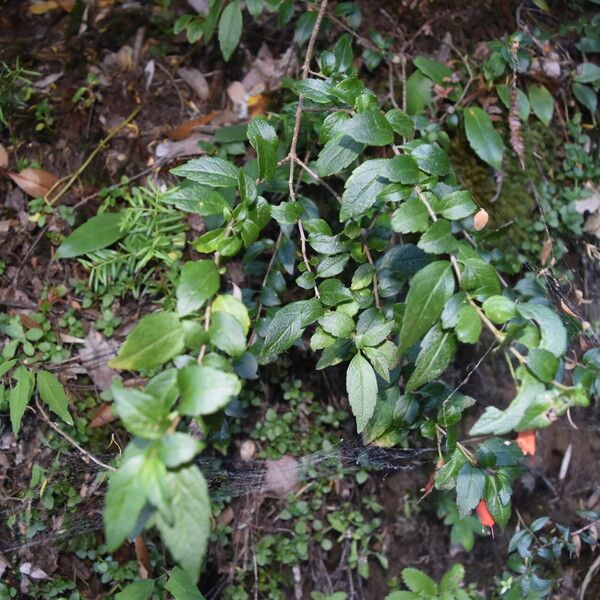 Mitraria coccinea Habit