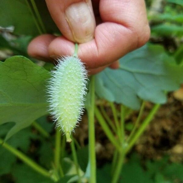 Stylophorum diphyllum Frucht