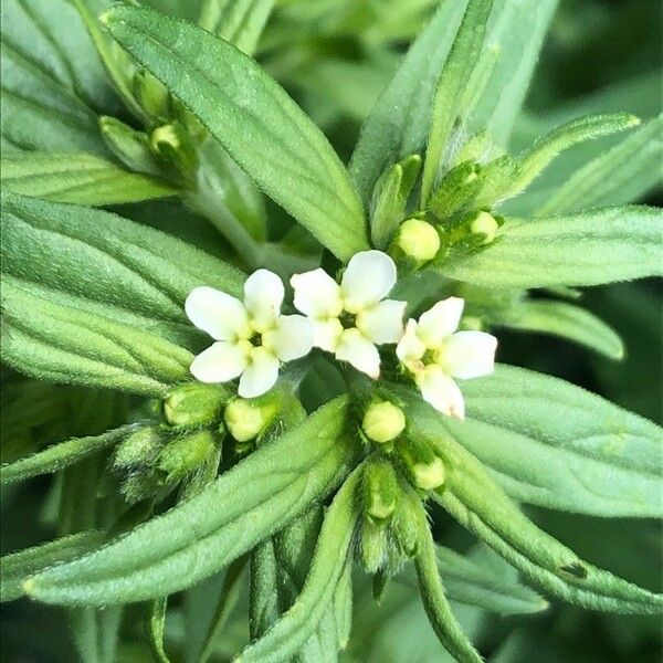 Lithospermum officinale Fiore