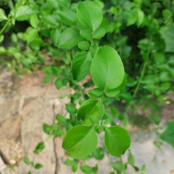 Jasminum fluminense Leht