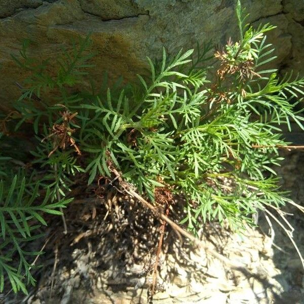 Achillea chamaemelifolia Leaf