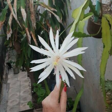 Epiphyllum phyllanthus Flower