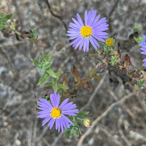 Symphyotrichum oblongifolium फूल