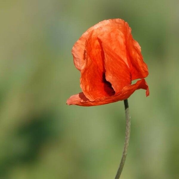 Papaver dubium Λουλούδι