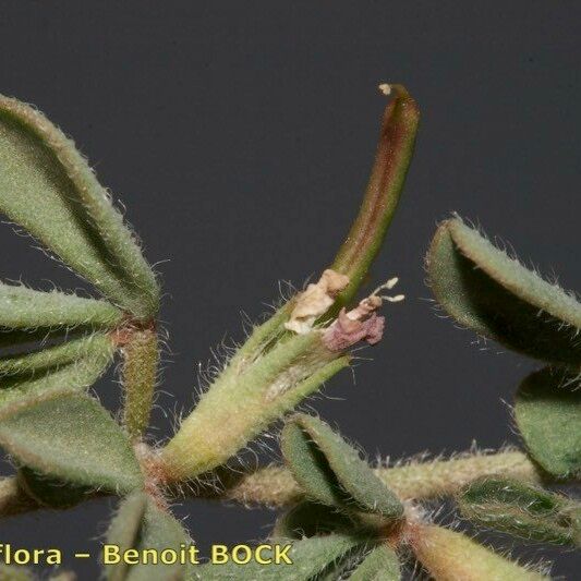 Lotus glinoides Fruit