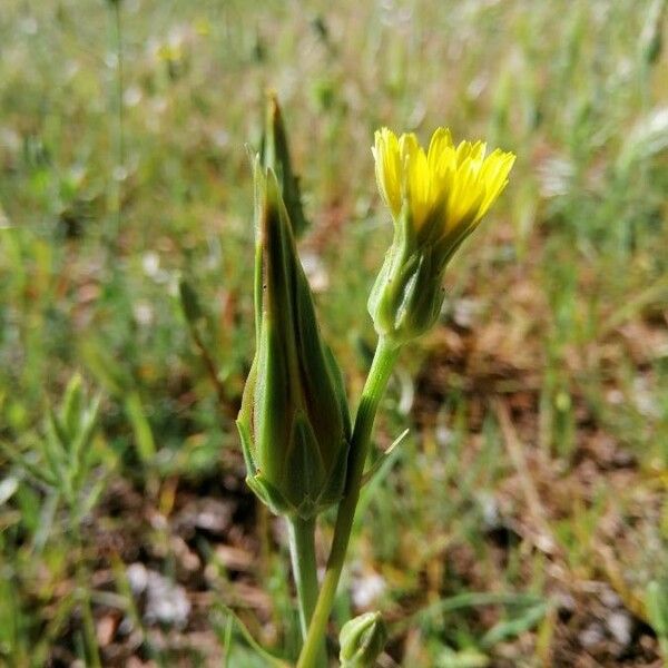 Podospermum laciniatum Flower