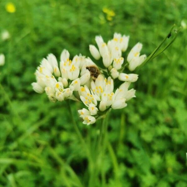 Allium subvillosum Kwiat