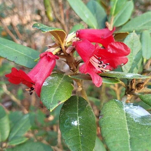 Rhododendron beanianum Blüte