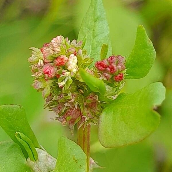 Rumex spinosus फूल