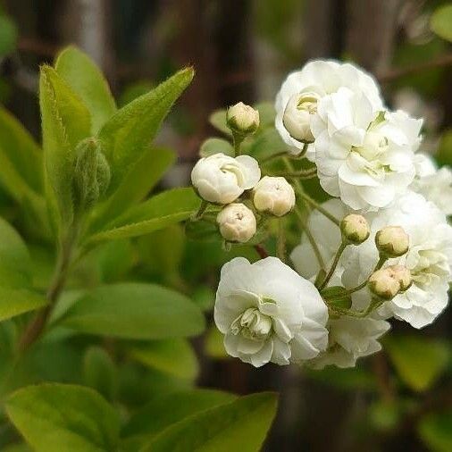 Spiraea cantoniensis Цвят