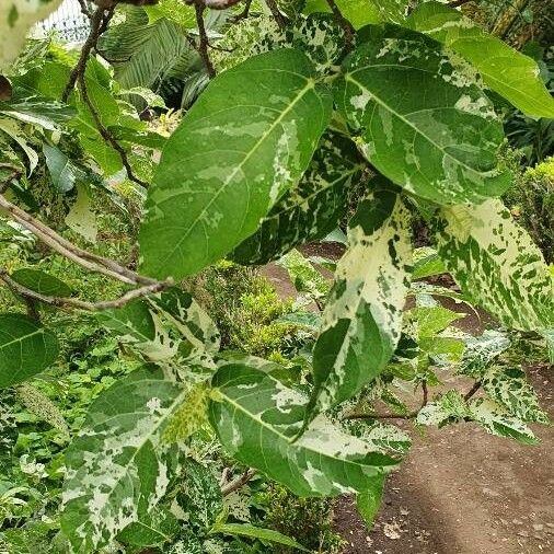Ficus aspera Levél