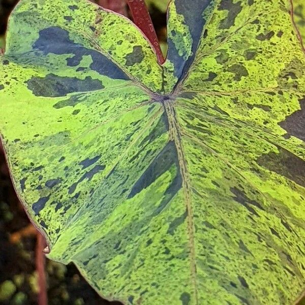 Colocasia esculenta ᱥᱟᱠᱟᱢ