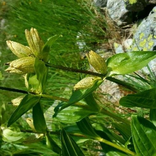 Gentiana punctata Květ