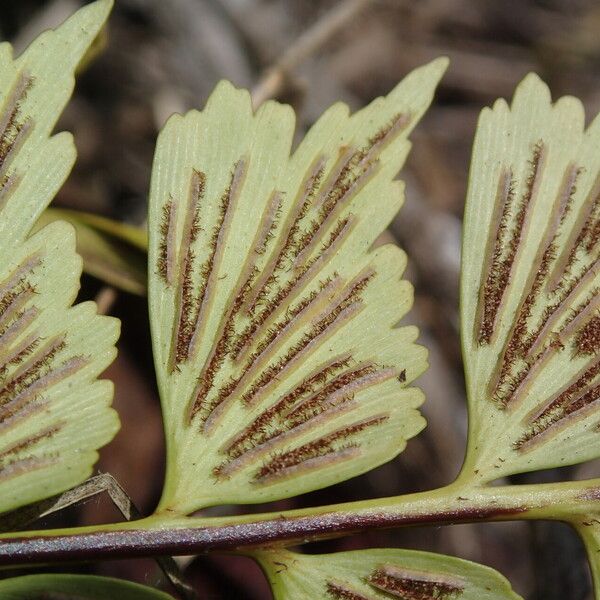 Asplenium stuhlmannii Folha