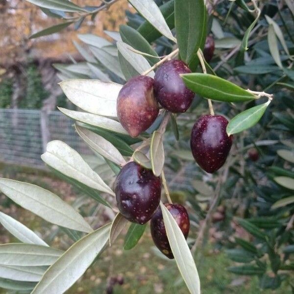 Olea europaea Frugt