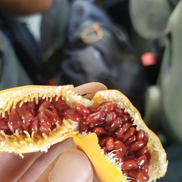 Passiflora caerulea Fruit