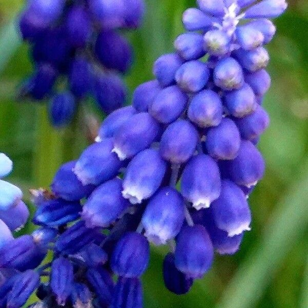 Muscari armeniacum Квітка