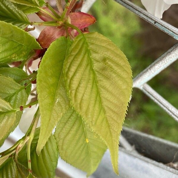 Prunus speciosa Lapas